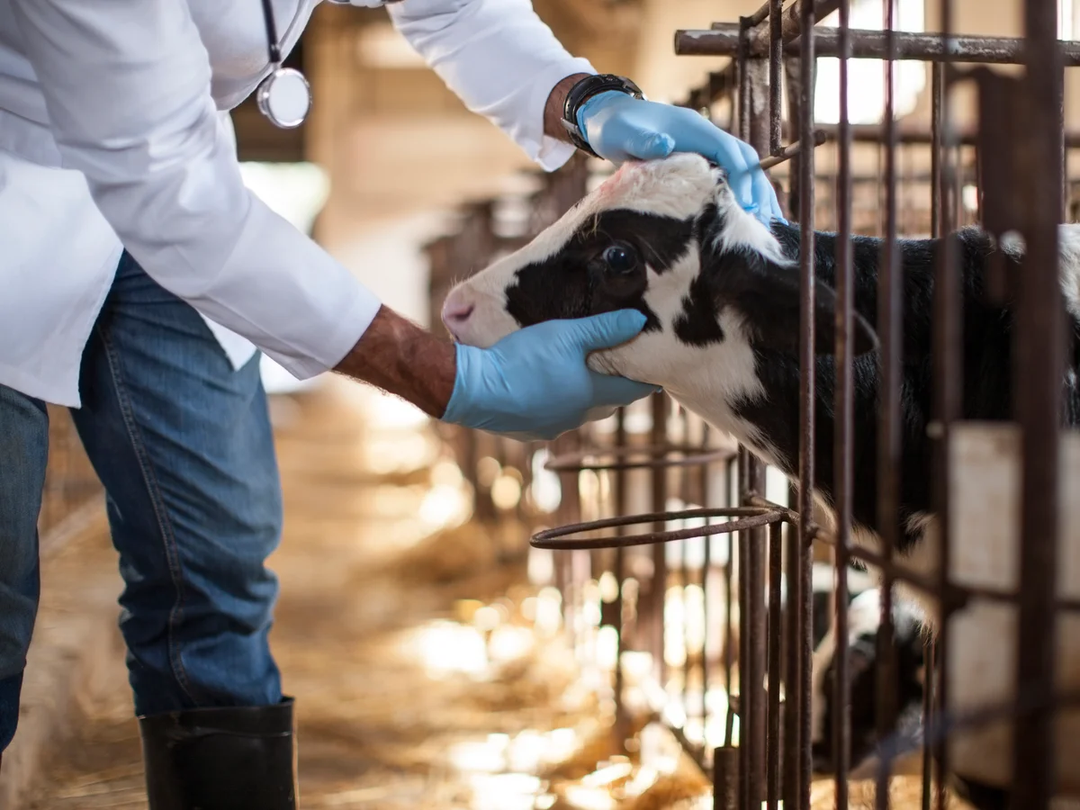 Antimicrobial resistance in livestock: Practical implications for Veterinarian